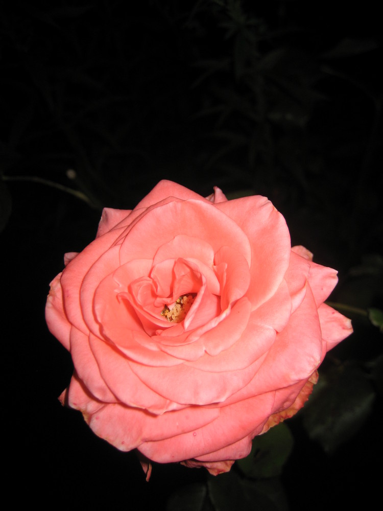 Rose bei Nacht