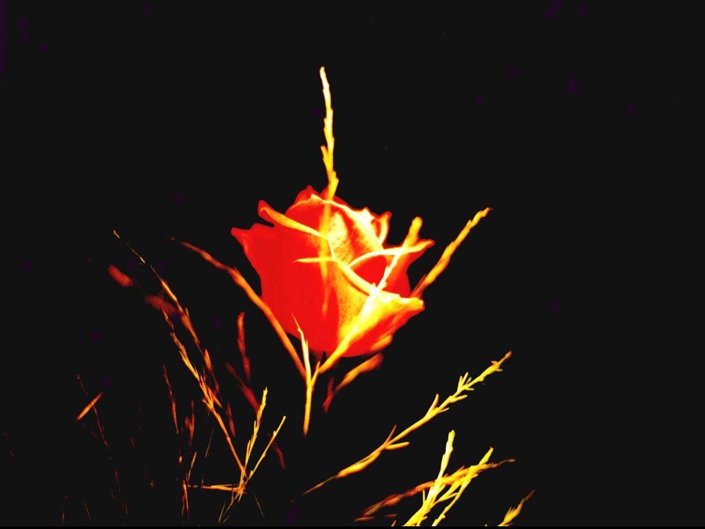 Rose bei Nacht