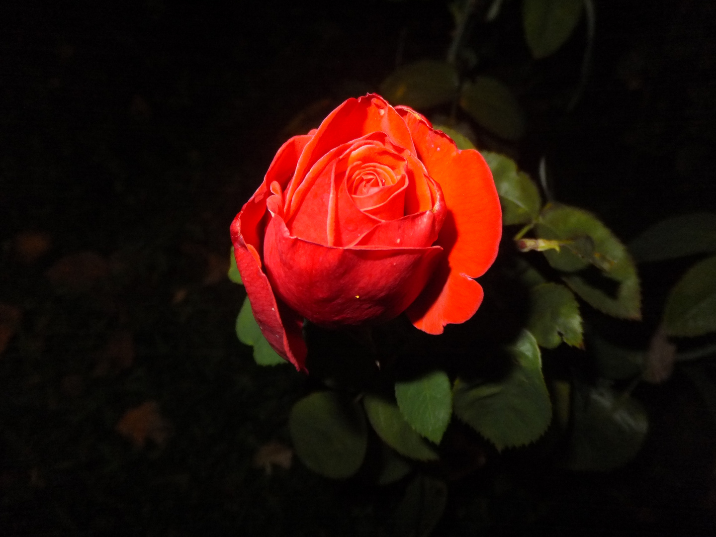 Rose bei Nacht