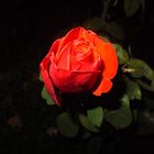 Rose bei Nacht