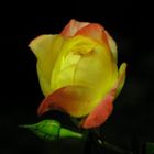 Rose bei Nacht