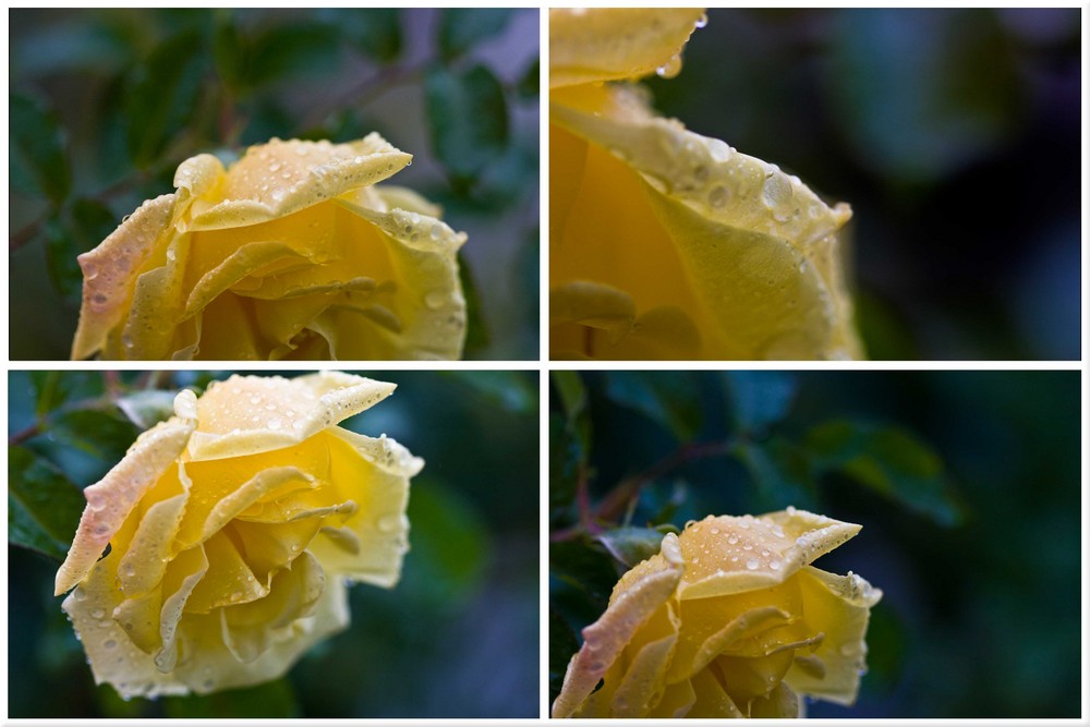 Rose bei Regen 2