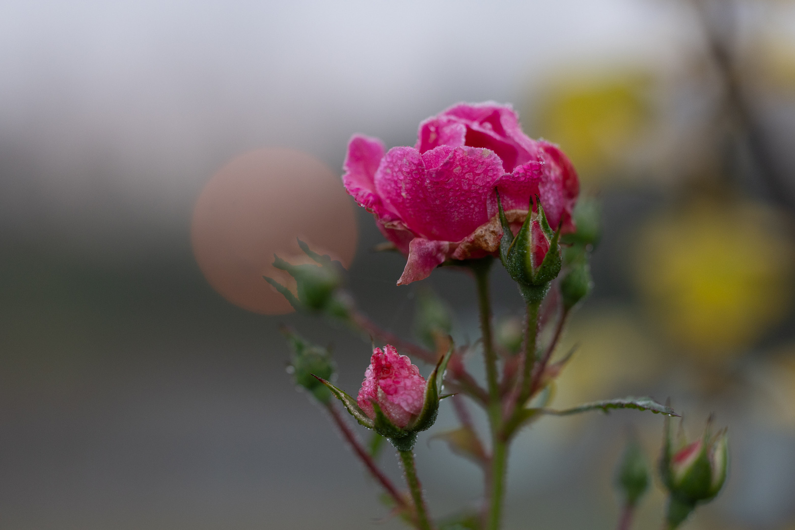 Rose bei Sonnenaufgang