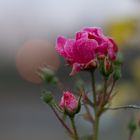 Rose bei Sonnenaufgang