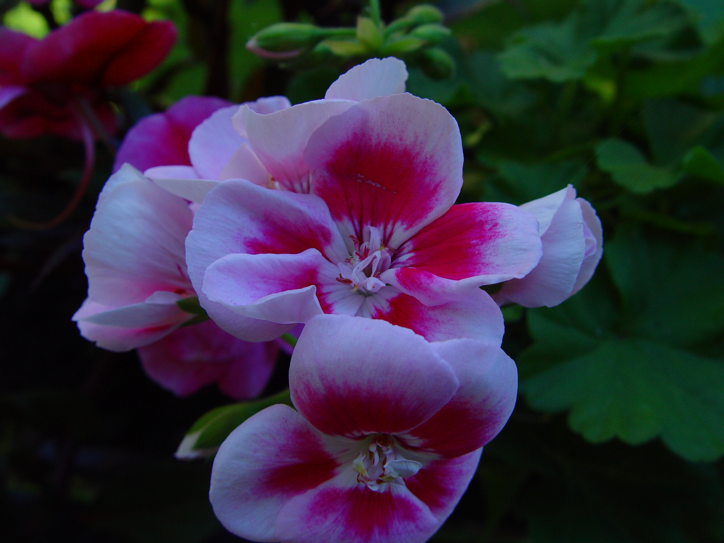 Rose bei Sonnenaufgang