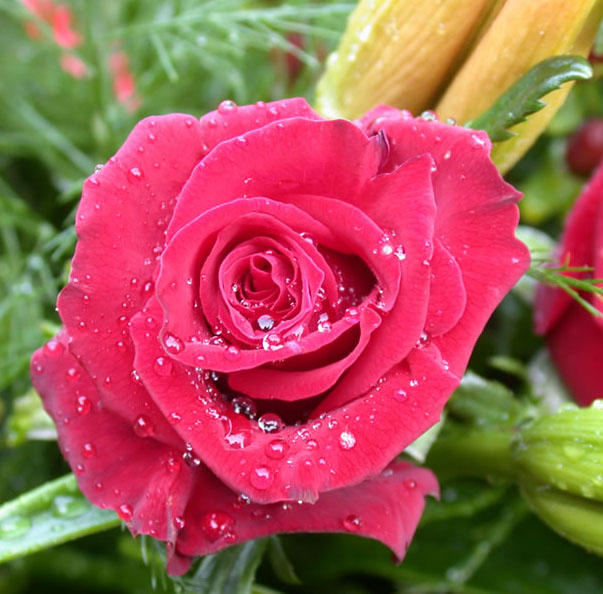 Rose bei uns im garten