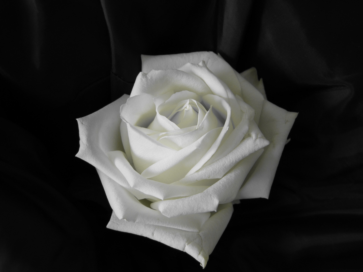 Rose beige noir