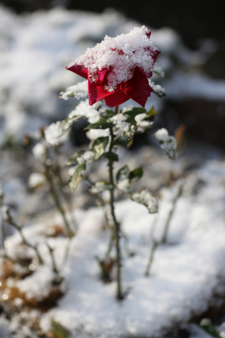 Rose beim ersten Schnee