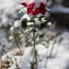 Rose beim ersten Schnee