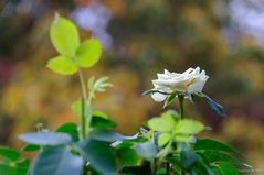 Rose beim verblühen