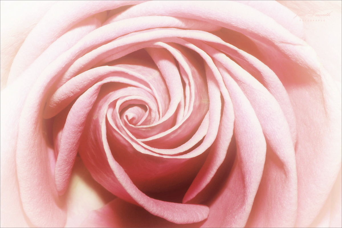 Rose ()