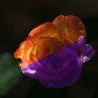 rose bicolore