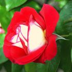 ROSE BICOLORE