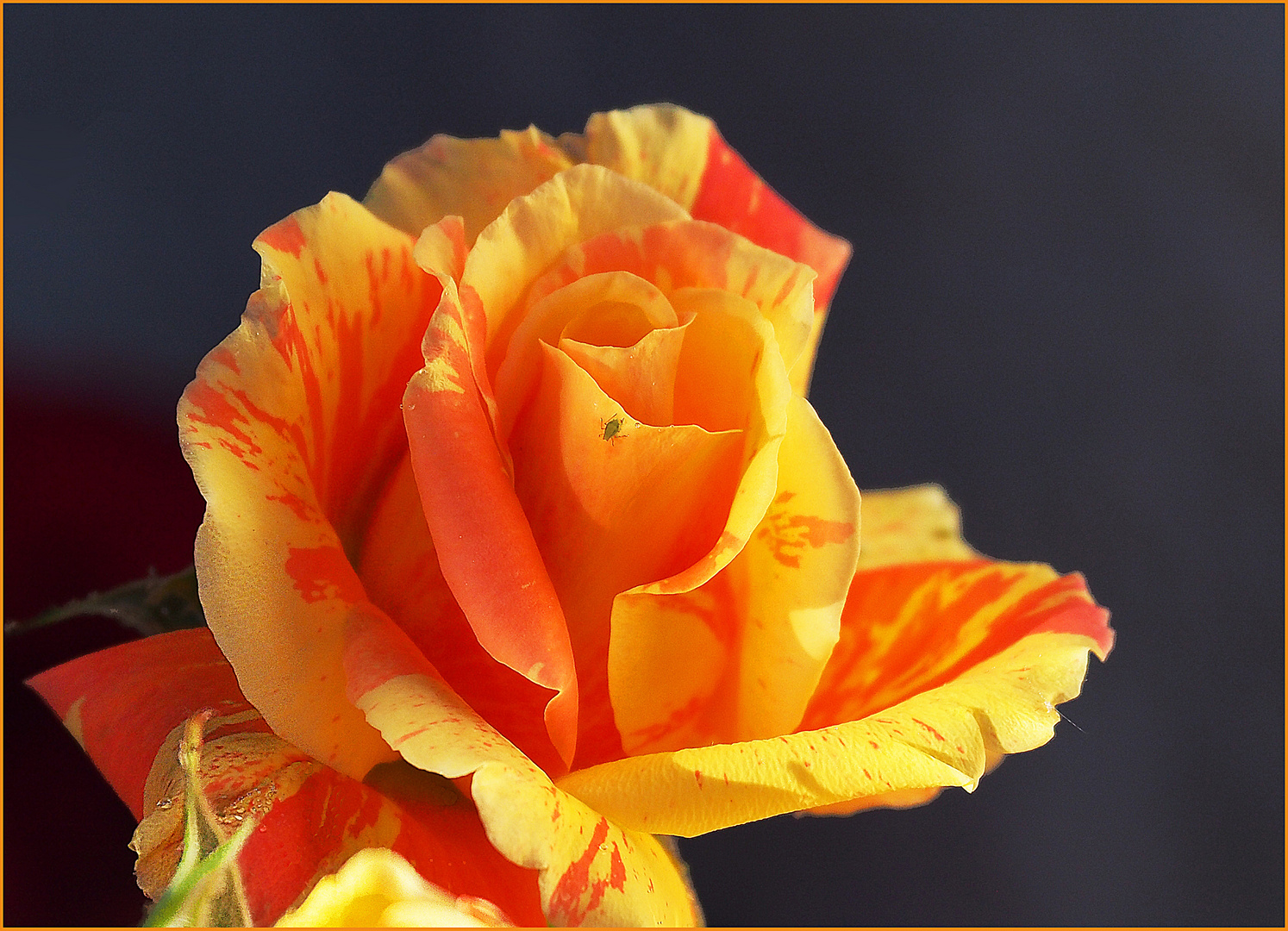 Rose bicolore orangée et son visiteur