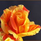 Rose bicolore orangée et son visiteur