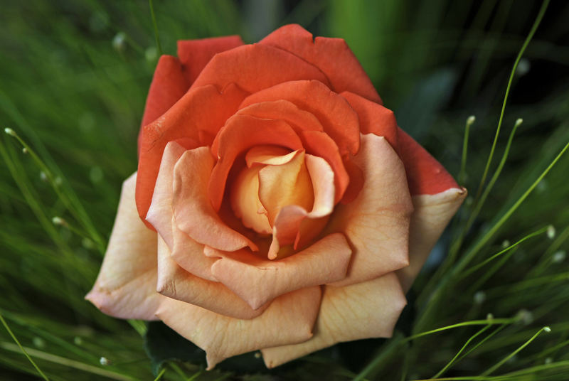 Rose-bicolour