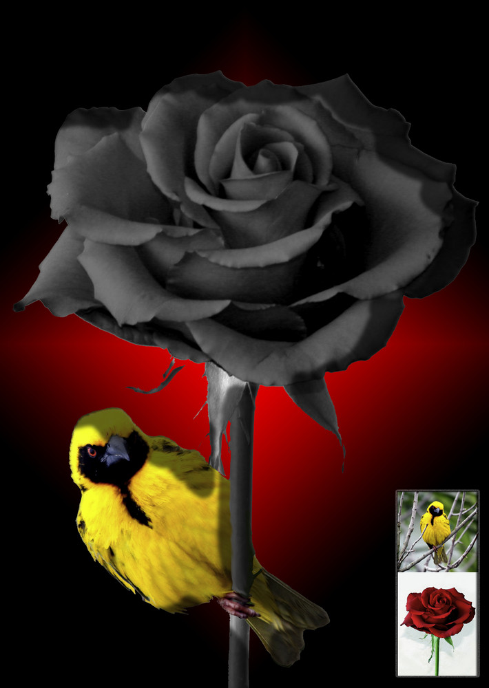 Rose bird von Birgit Hochegger