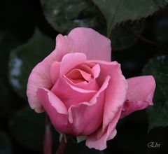 Rose-bisou