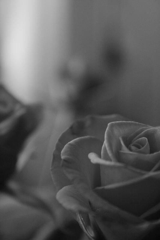 Rose black and white