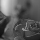 Rose black and white