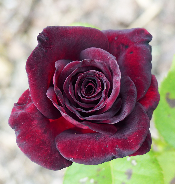 Rose BLACK BACCARA