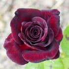 Rose BLACK BACCARA