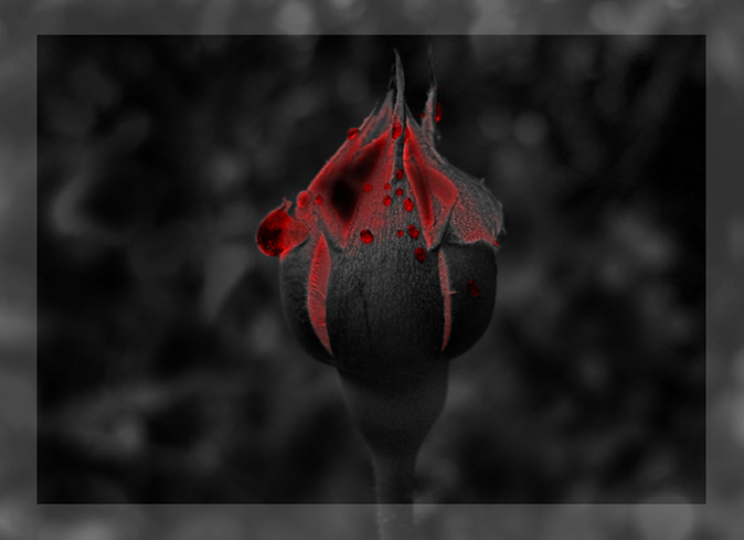 ...::: Rose - Black & Red :::...