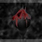 ...::: Rose - Black & Red :::...