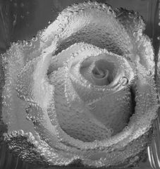 Rose Black & White