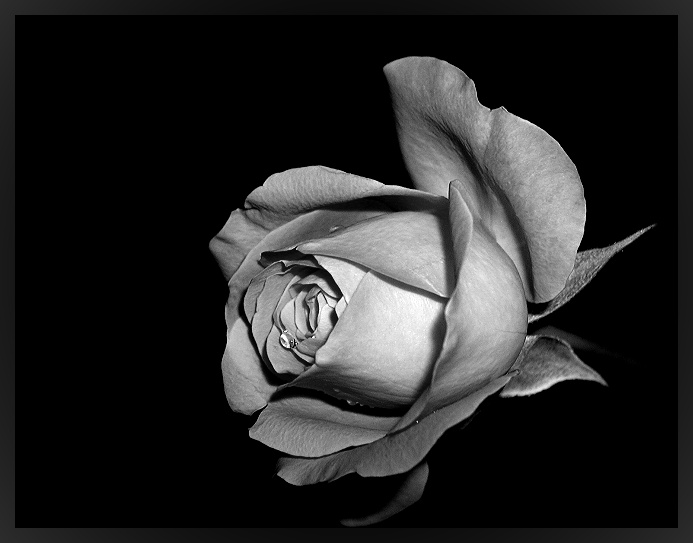 rose black white