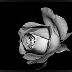 rose black white