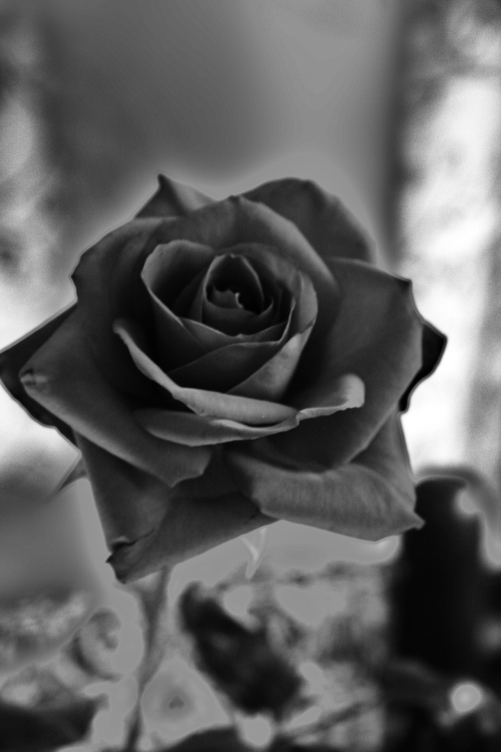 Rose Black & White