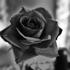 Rose Black & White