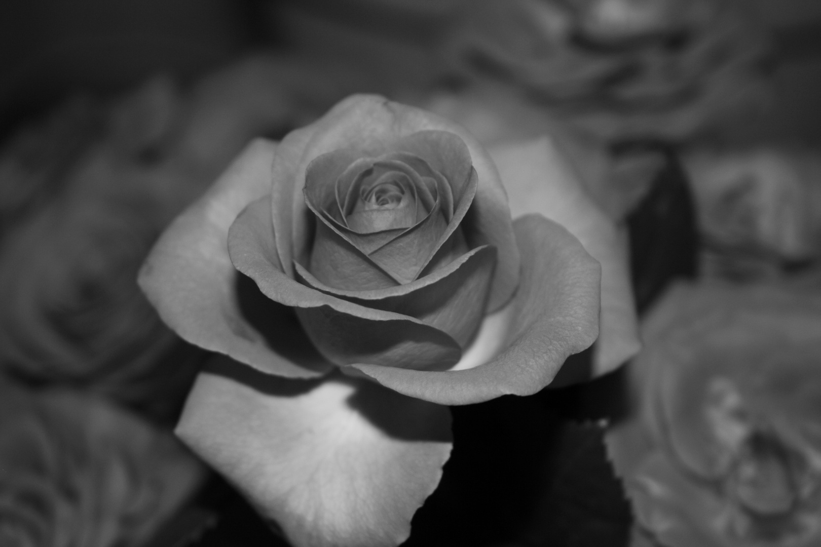 Rose black&white