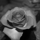 Rose black&white