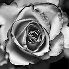 Rose black&white