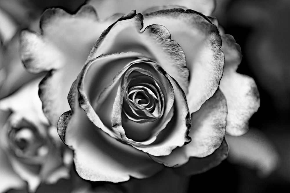 Rose black&white