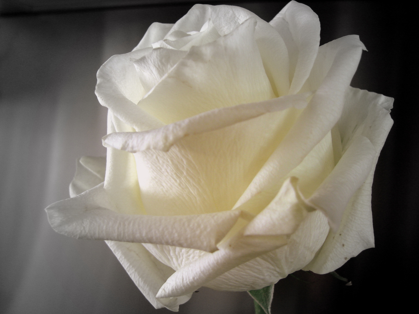Rose Blanche Photo Et Image Fleurs Nature Images Fotocommunity
