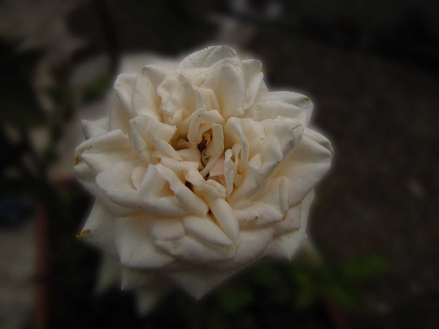rose blanche de "belle-maman"