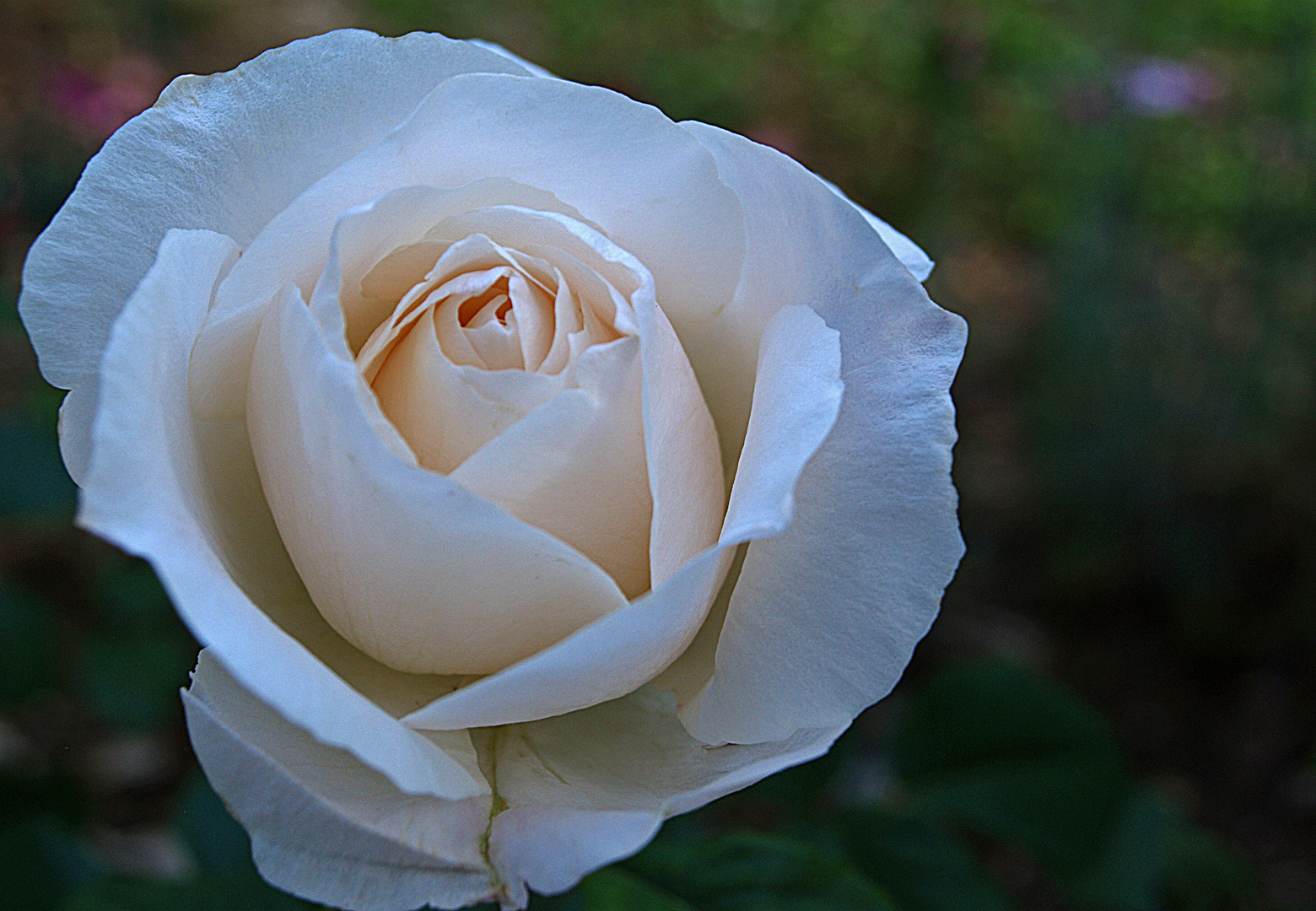 Rose blanche de….Caussens (mon village)…Queen Elizabeth