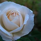 Rose blanche de….Caussens (mon village)…Queen Elizabeth