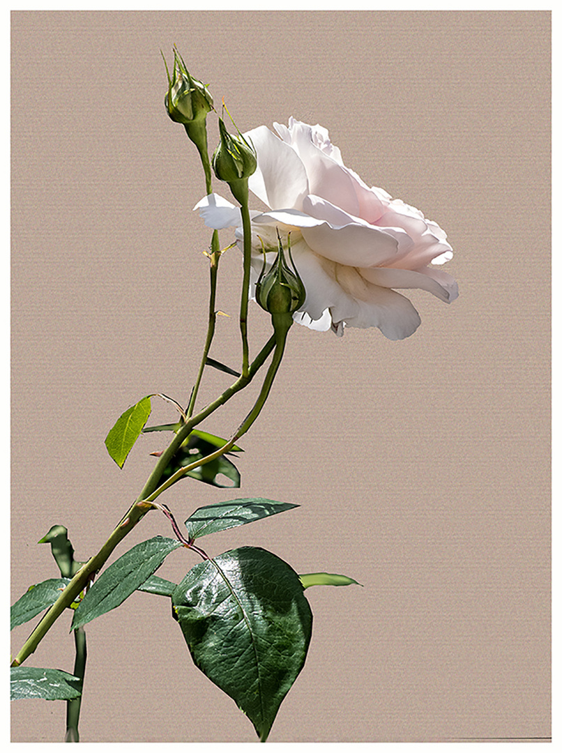 rose blanche du jardin pour la fête des mères.