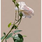 rose blanche du jardin pour la fête des mères.