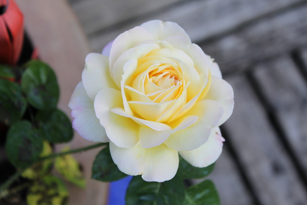 Rose blanche, jardin des parents!