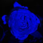 Rose blau