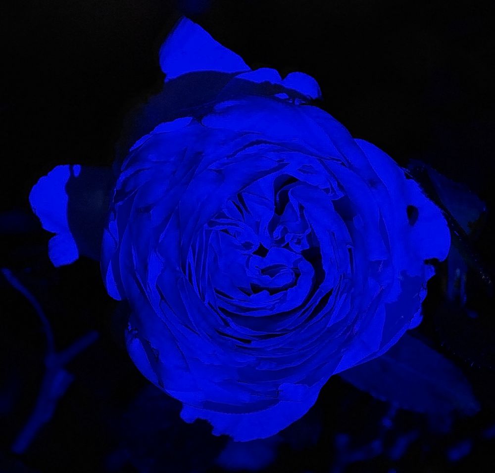 Rose blau