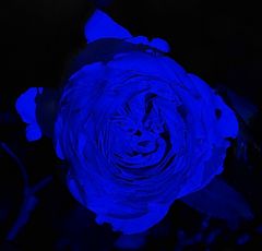 Rose blau