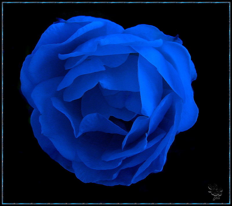 rose blau