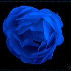 rose blau