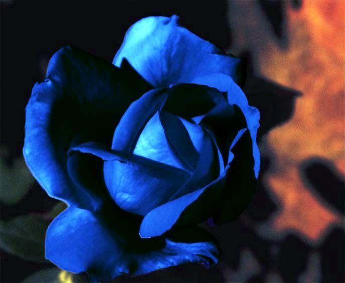 Rose bleu